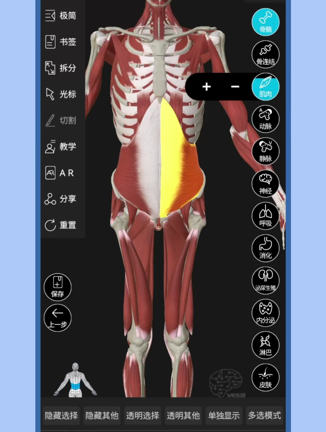 用维萨里3D解剖学习腹内斜肌的结构
