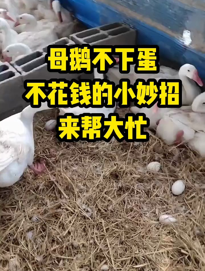 母鹅不下蛋,不花钱的小妙招,来帮大忙