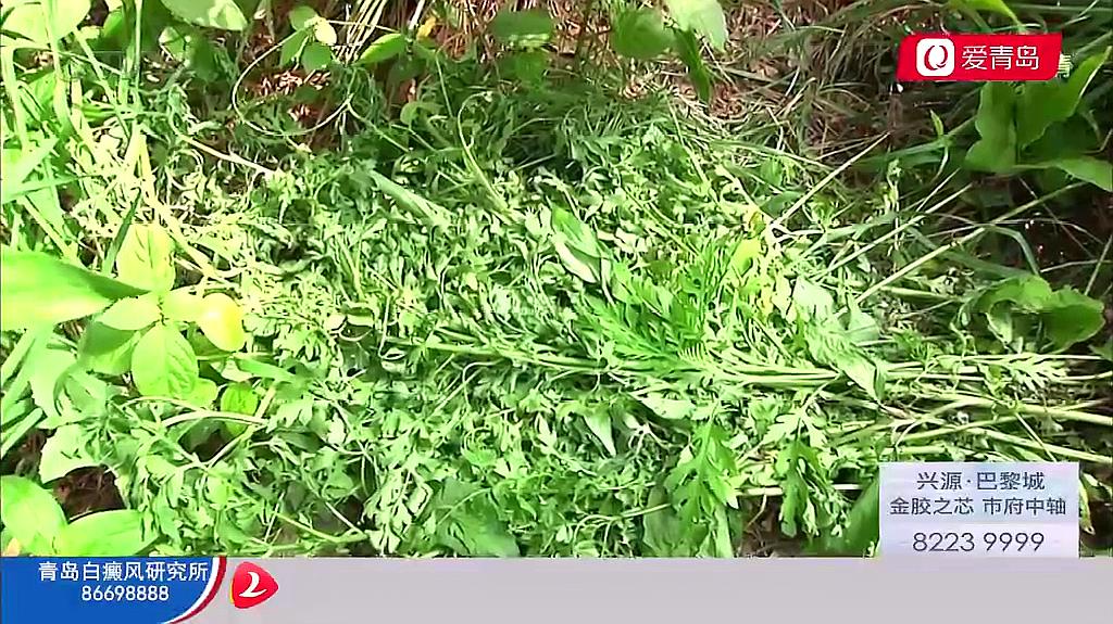 [图]青岛惊现“植物杀手”?遍布青岛大小山头,形似艾蒿……