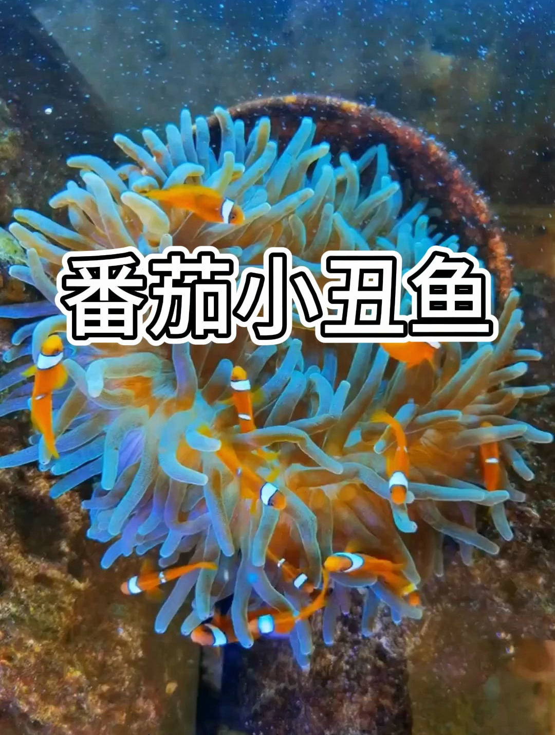 番茄小丑详细介绍,可以和公子小丑混养吗?番茄小丑吃什么?