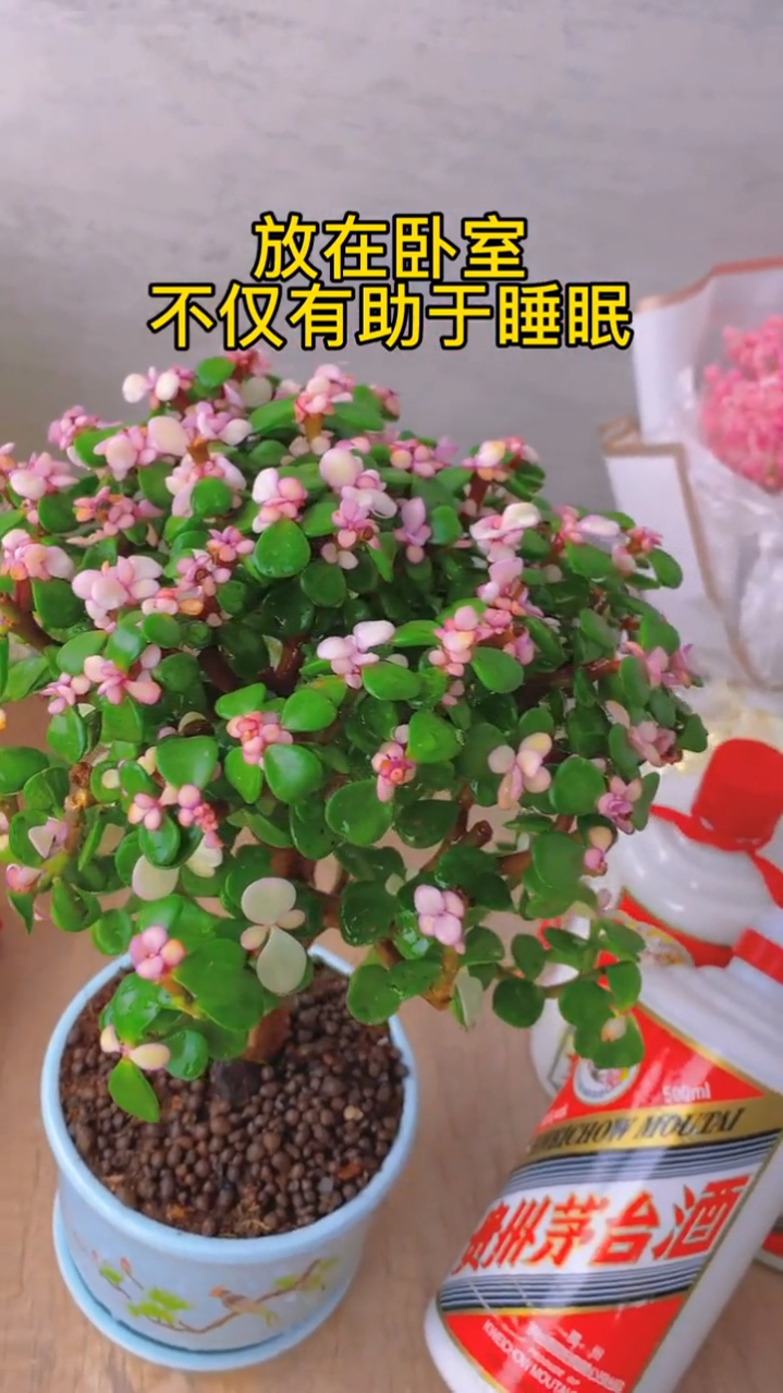 金枝玉叶,寓意着金玉满堂。好养易活高贵的多肉植物