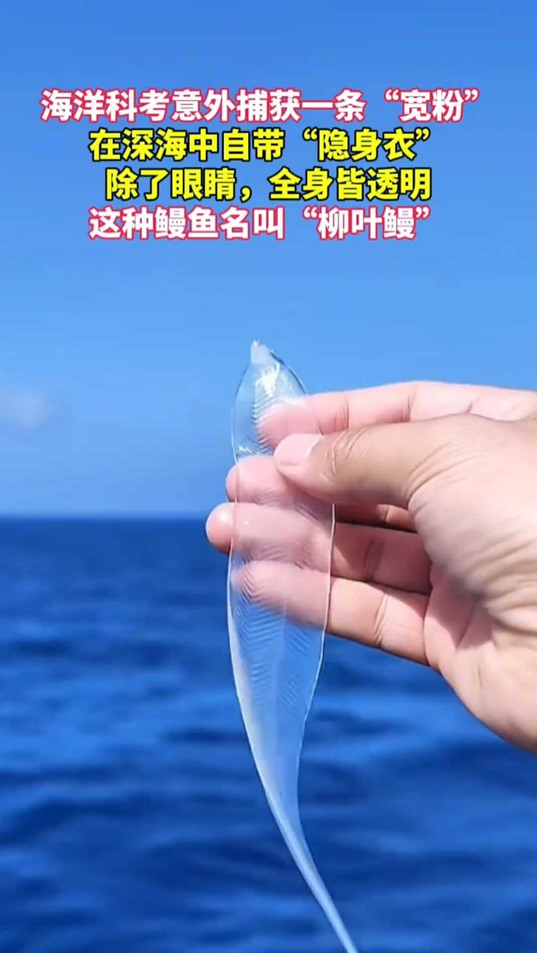 海洋科考团队意外捕获一条“宽粉”，它名叫“柳叶鳗 ”