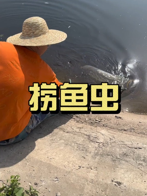 捞鱼虫养鱼日记水产养殖三农流量扶持计划养殖基地养鱼