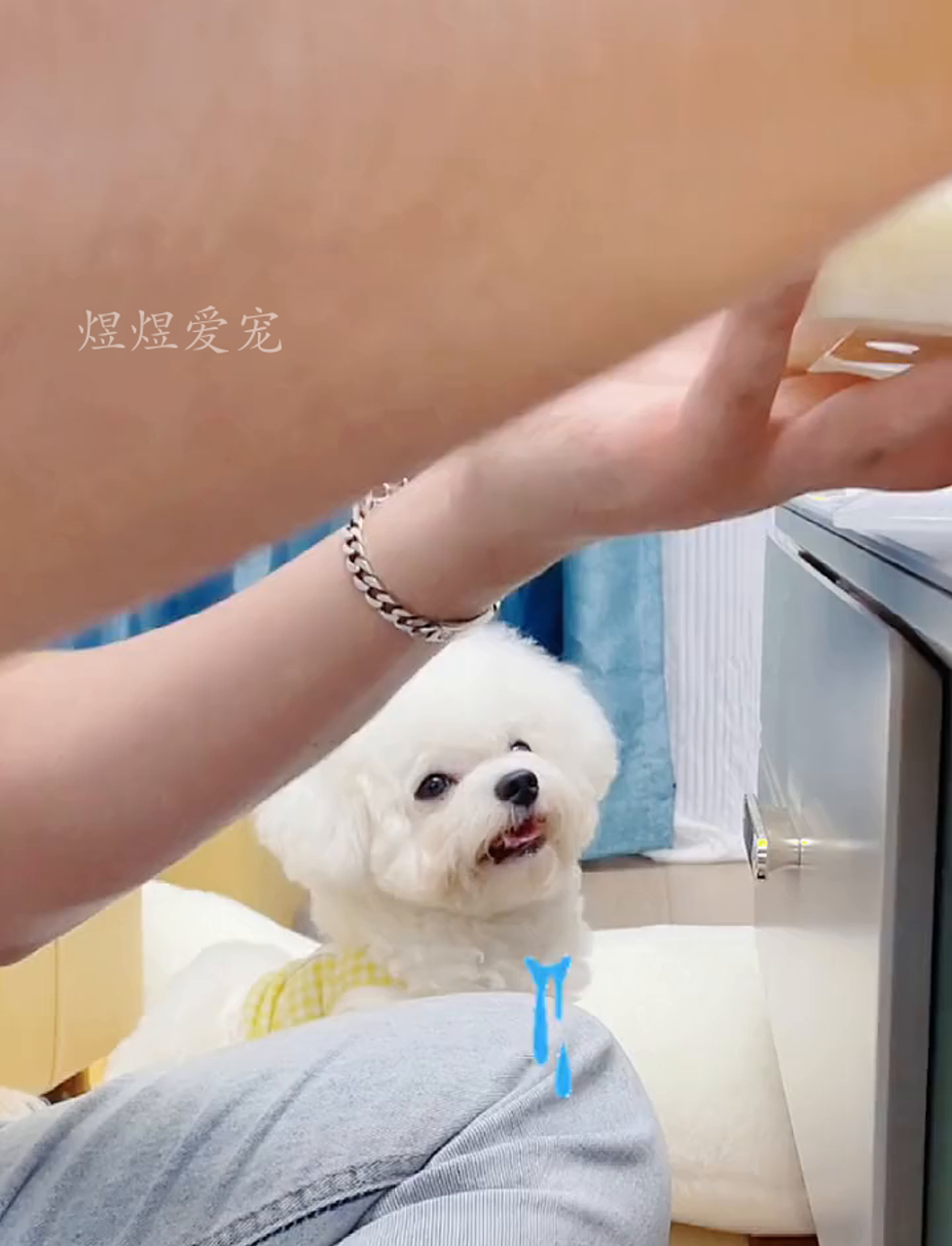 肉食小狗萌态十足,让人心都化了!