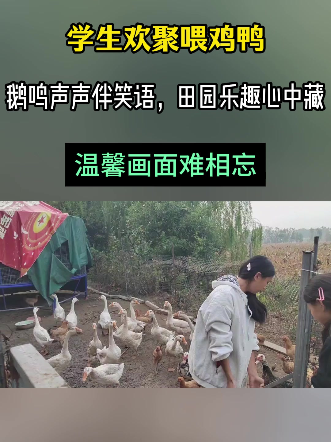 学生欢聚喂鸡鸭,鹅鸣声声伴笑语,田园乐趣心中藏