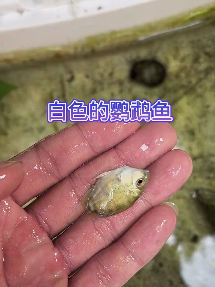 白色的鹦鹉鱼你见过吗