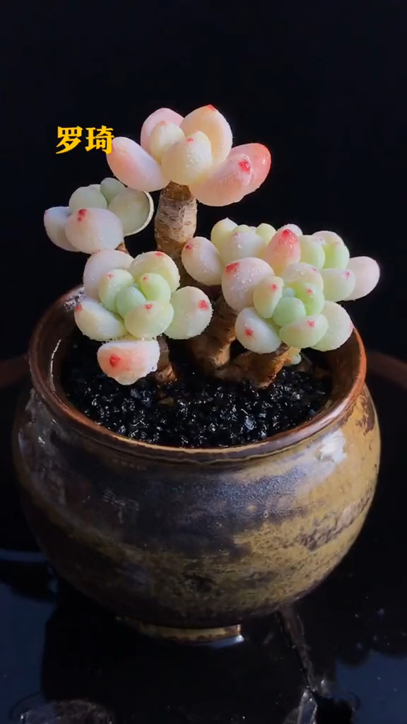 多肉植物,拇指盆,罗琦