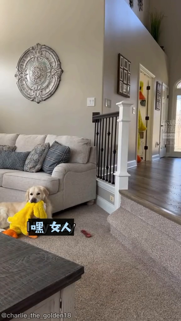 金毛:哇!活的超大号鸭子先生诶!