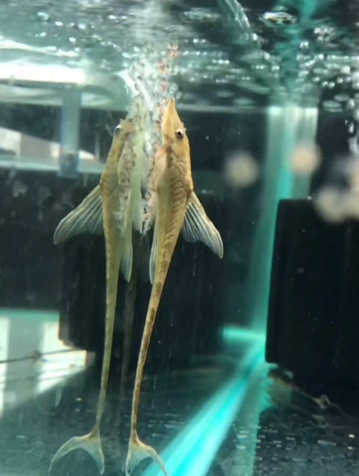 谁是鱼缸除藻冠军?皇冠直升机,鱼缸除藻小能手,样子好像直升机