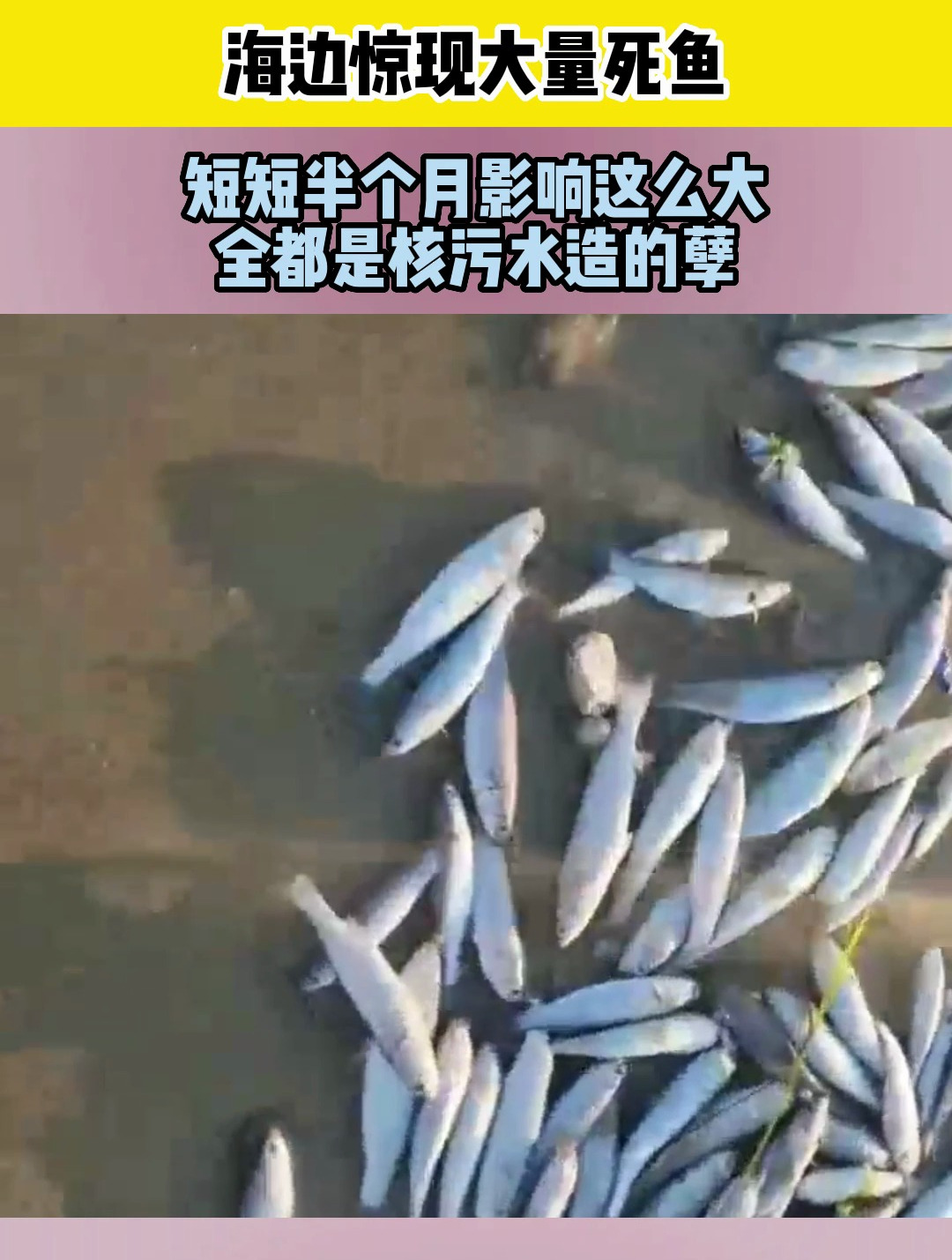 海边惊现大量死鱼,短短半个月影响这么大,全都是核污水造的孽