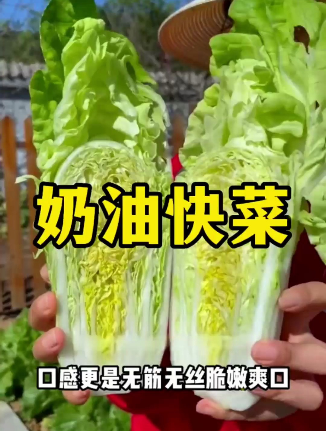 适合五月种植的白菜,耐高温耐抽薹,生吃涮火锅孩子超爱吃!