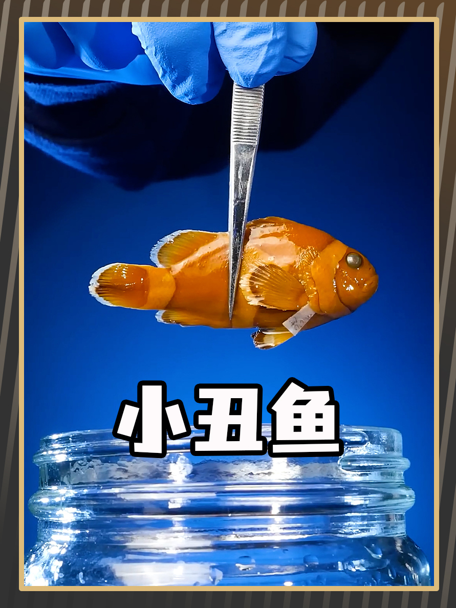小丑鱼会改变性别,你不知道吧!