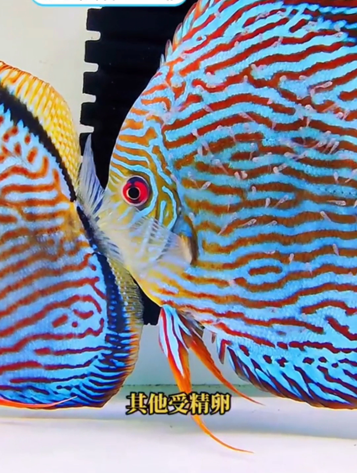 七彩神仙鱼繁殖时鱼卵白卵、长毛、团灭该如何处理?欢迎评论留言