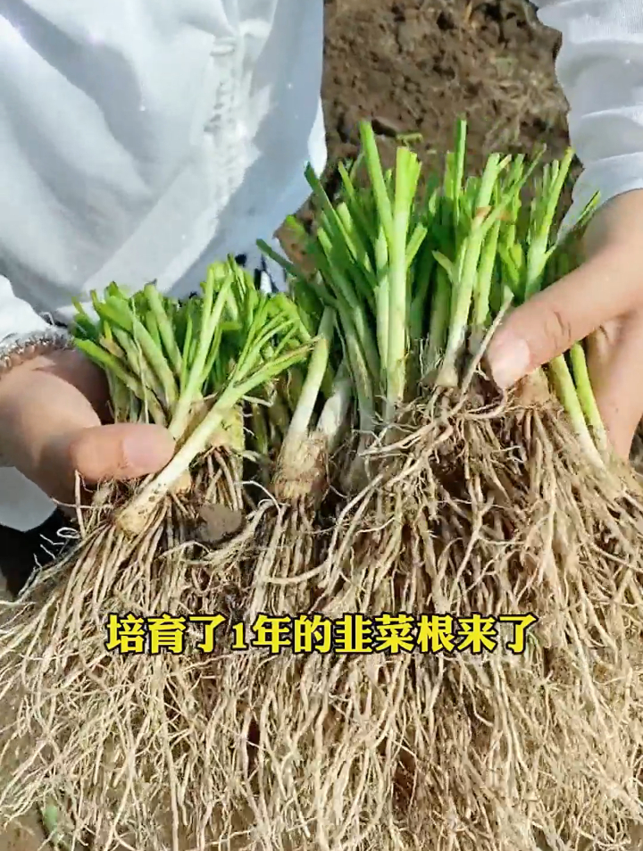 韭菜根这样移栽、分根,越种越多,韭菜自由不是梦!