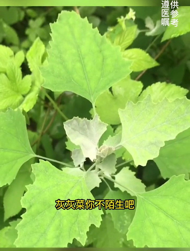 灰灰菜,你们那里叫它什么呢?