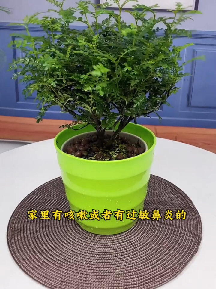 清香木四季常绿,你的阳台专属,而且很好养,有水就能存活