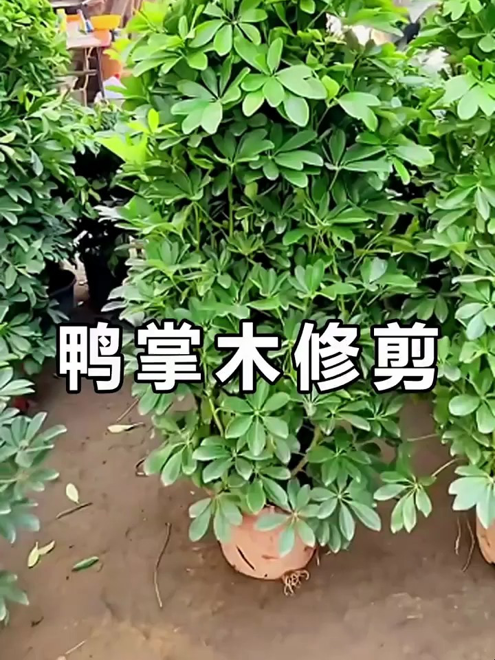 鸭掌木修剪手册,你记住了吗?