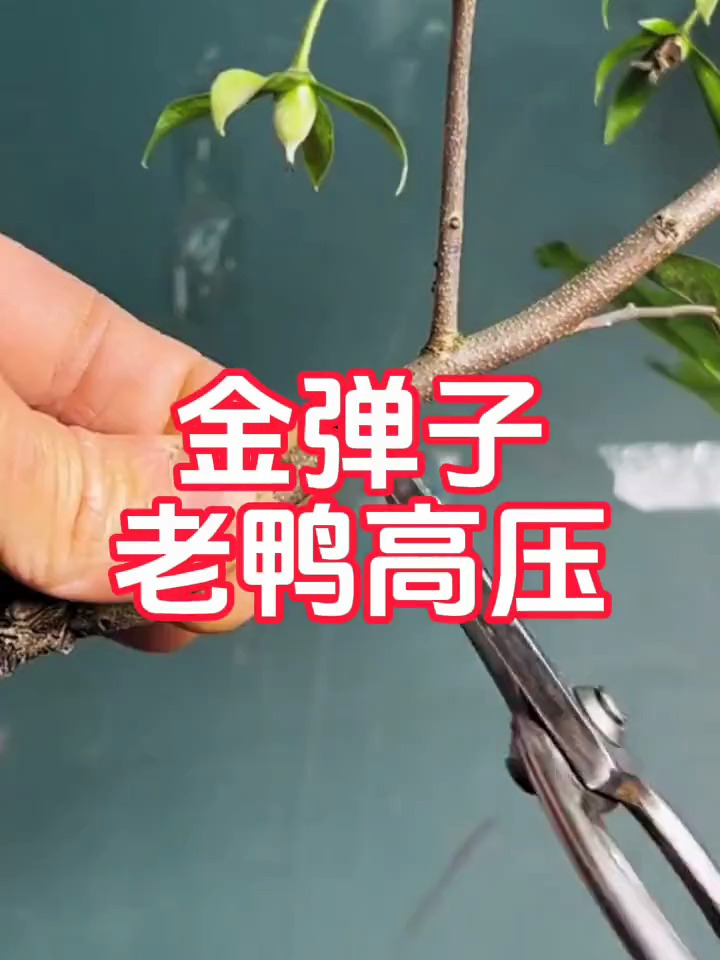 分享金弹子老鸭树枝高压盆景技术交流,我们一起来学习