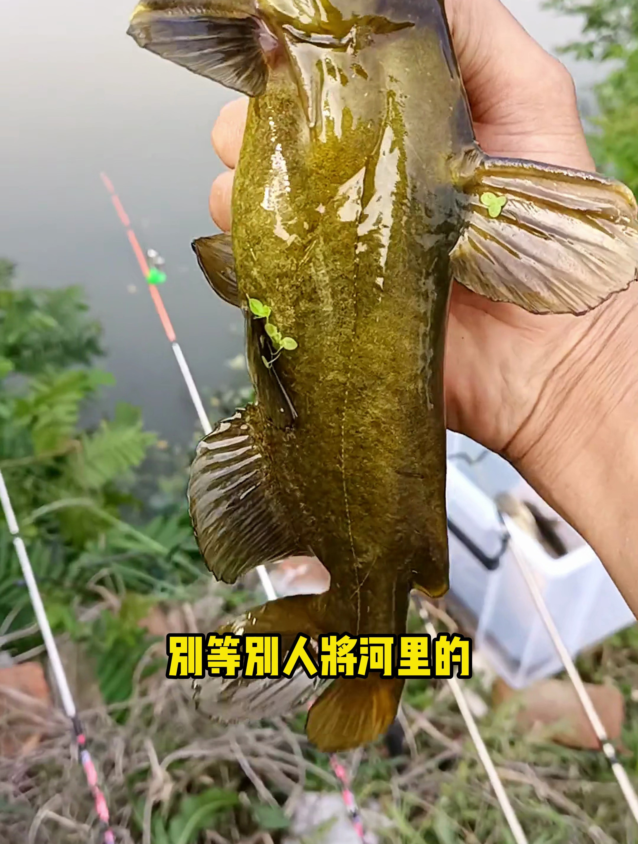 别等别人把河里的昂刺鱼钓光光了,你才后悔