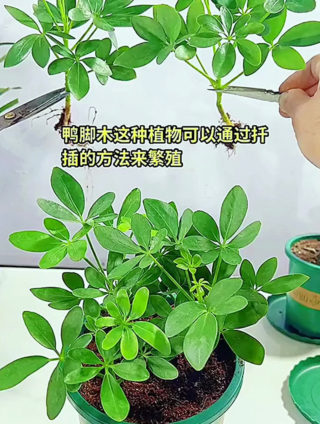 秋季鸭掌木扦插,学会2个扦插技巧,七天生根,一个月长成树!