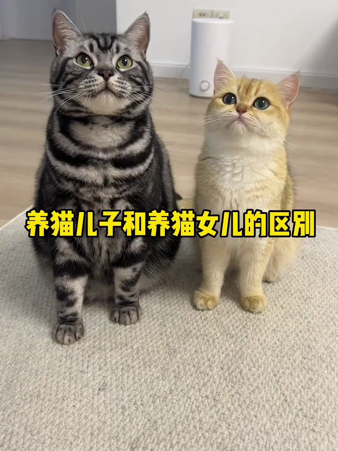 养猫儿子和养猫女儿的区别