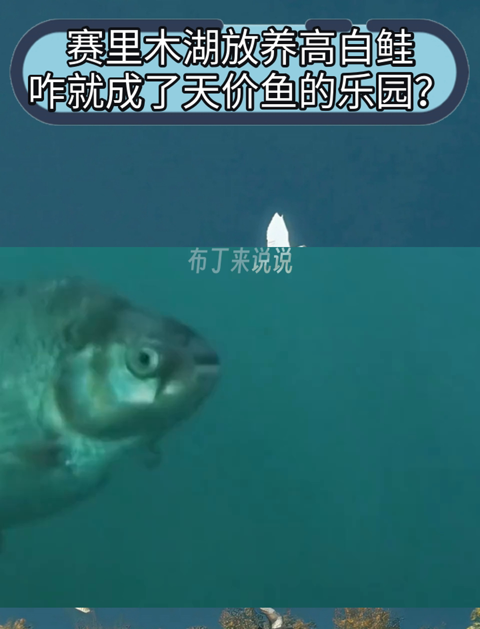 赛里木湖放养高白鲑,咋就成了天价鱼的乐园?