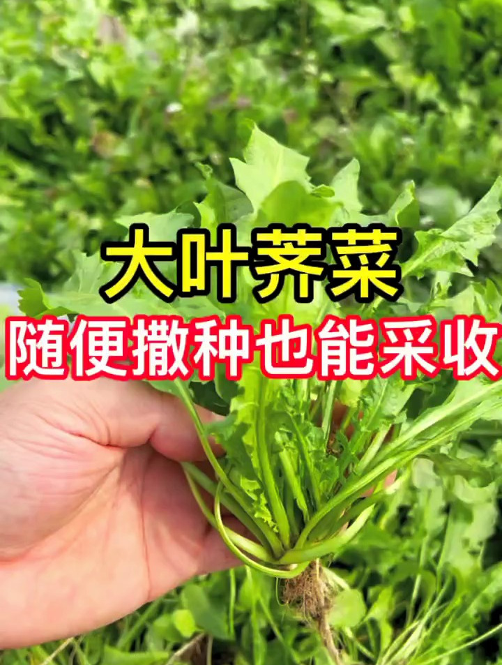 大叶荠菜,冬天可以种植的荠菜 种菜 农业种植