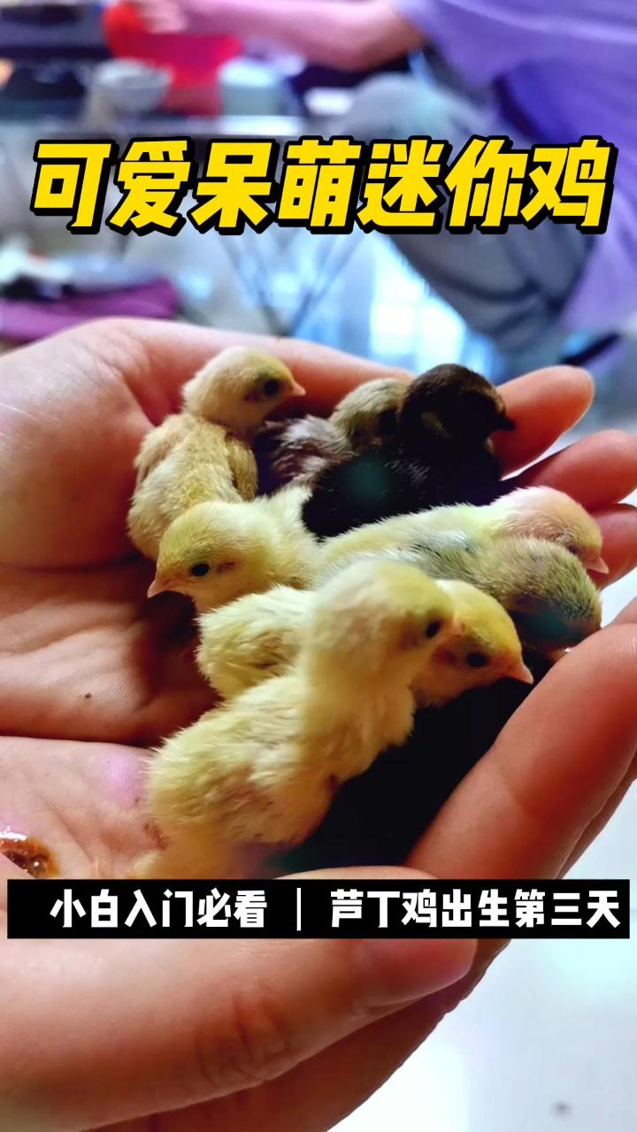 可爱呆萌迷你鸡集体出境,萌翻一众小姐姐