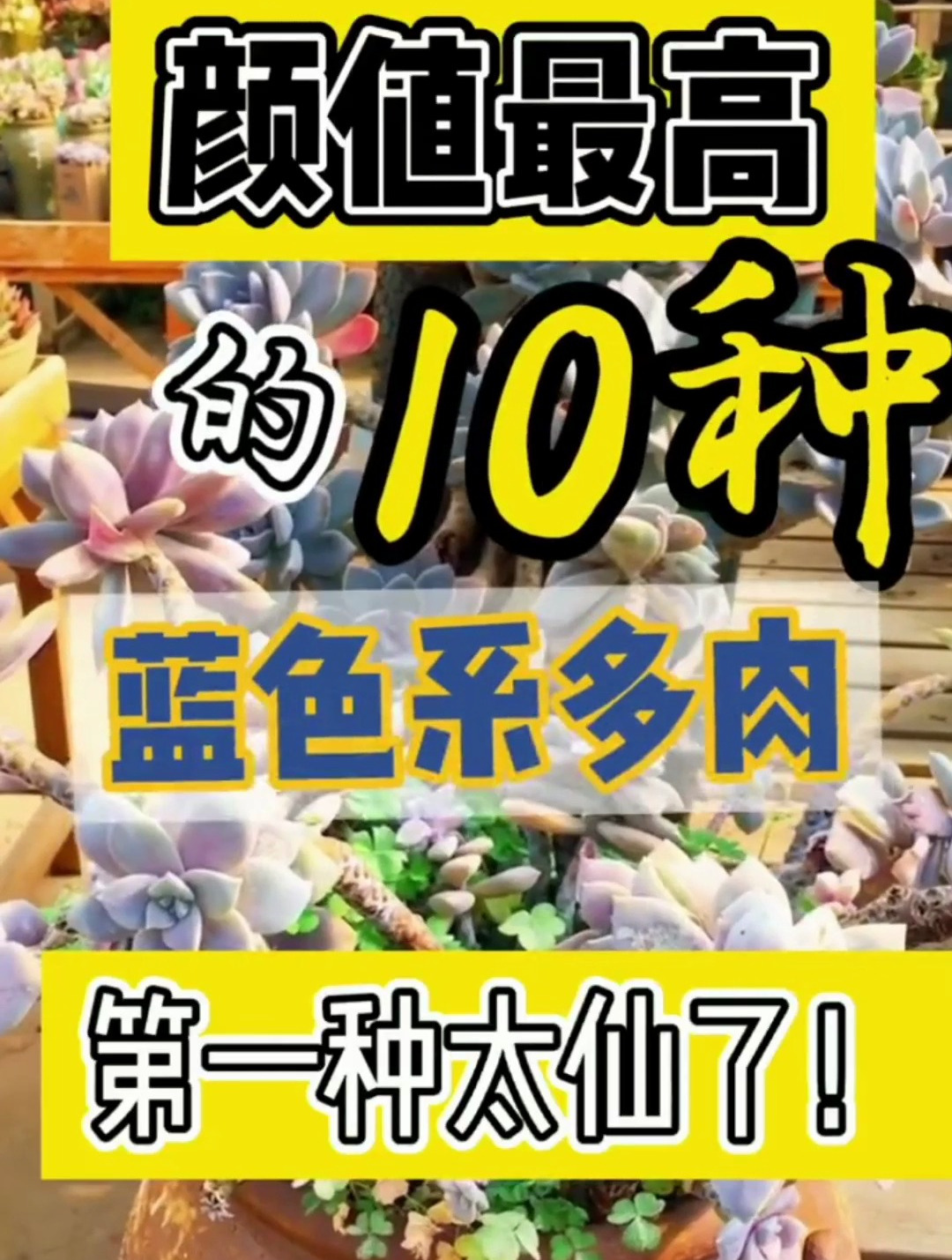 蓝色系的多肉?颜值最高的10种蓝色系多肉,广寒宫实在是太仙了!