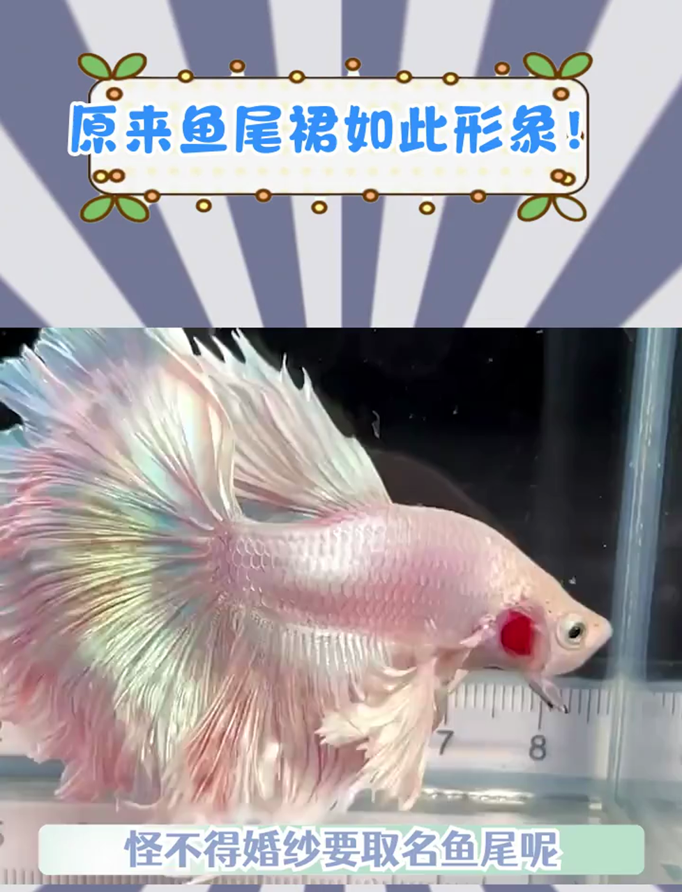 鱼的尾巴居然能这么漂亮