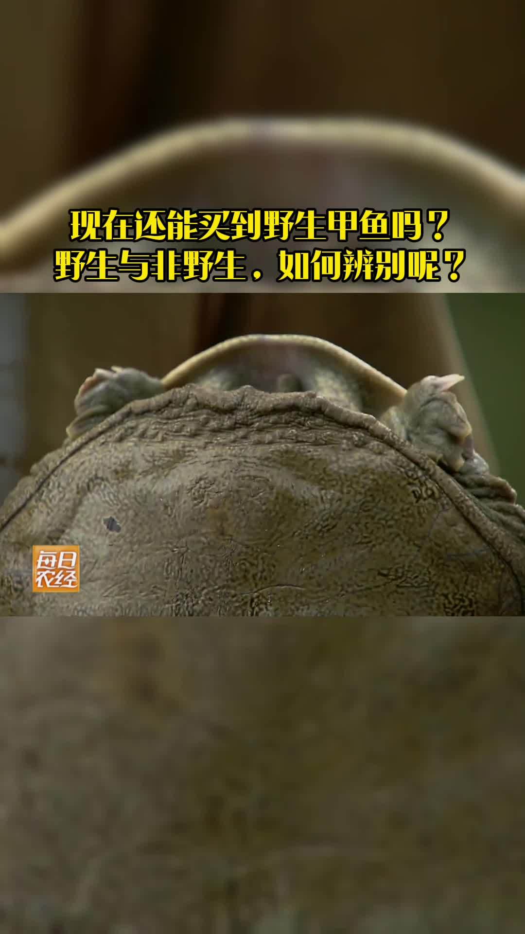 现在还能买到野生甲鱼吗?野生与非野生,如何辨别呢?