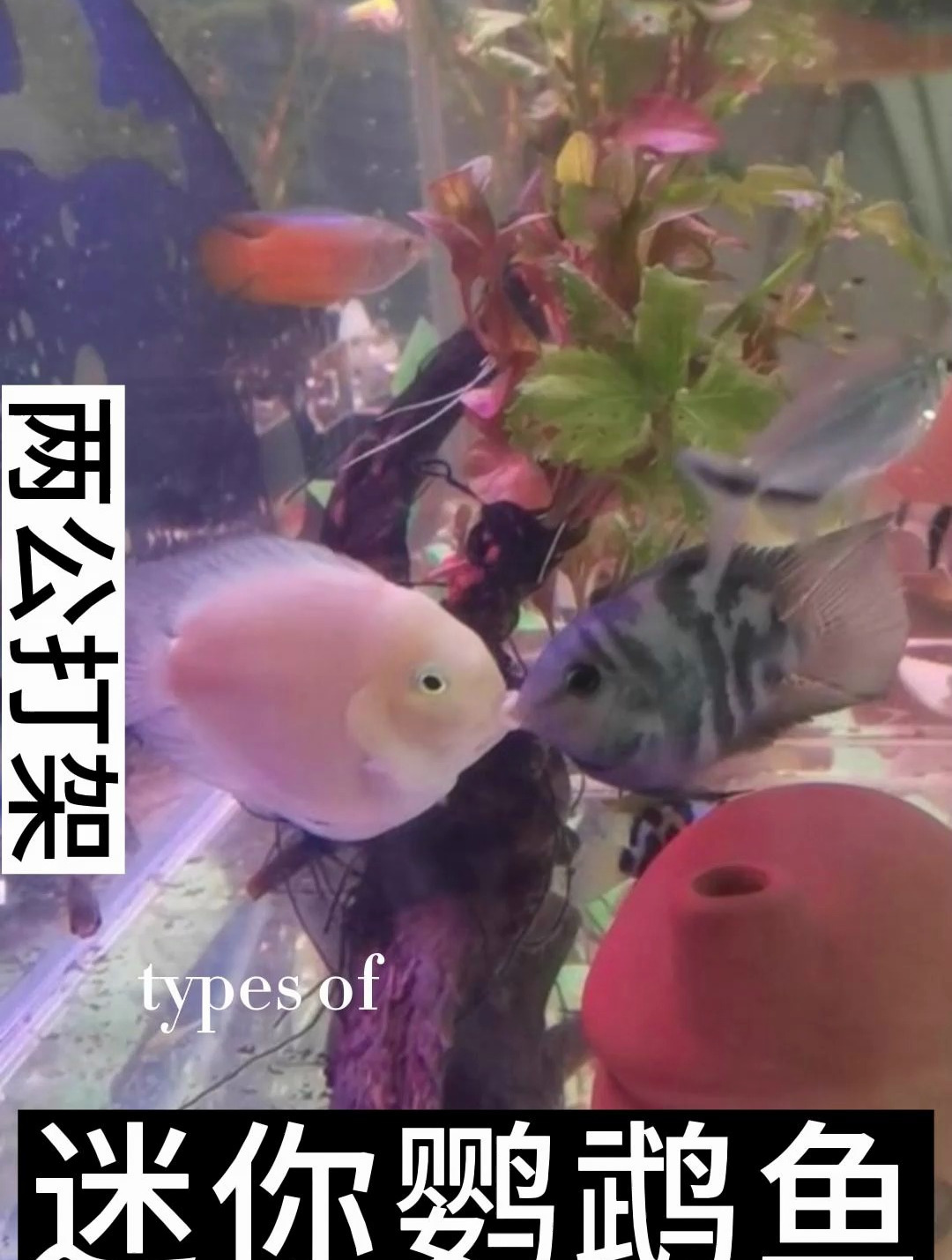 一月一窝繁殖超勤快的迷你鹦鹉你喜欢么?迷你鹦鹉一般在4-5年