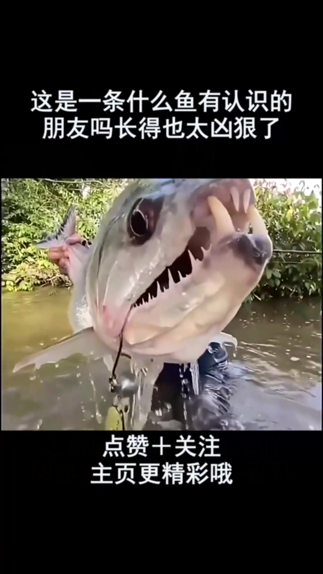 这是一条什么鱼有认识的朋友吗长得也太凶狠了