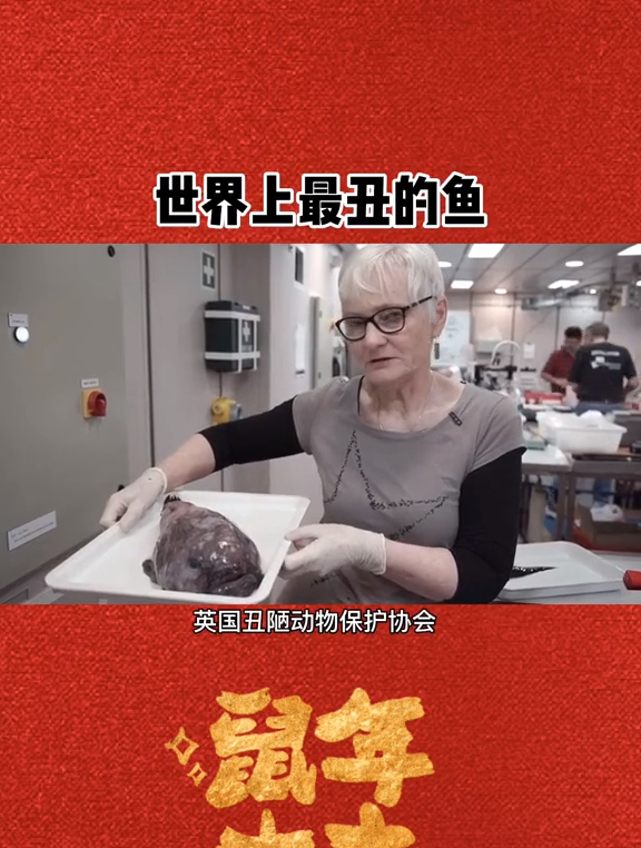 世界上最丑的鱼动物水滴鱼我的生活日记