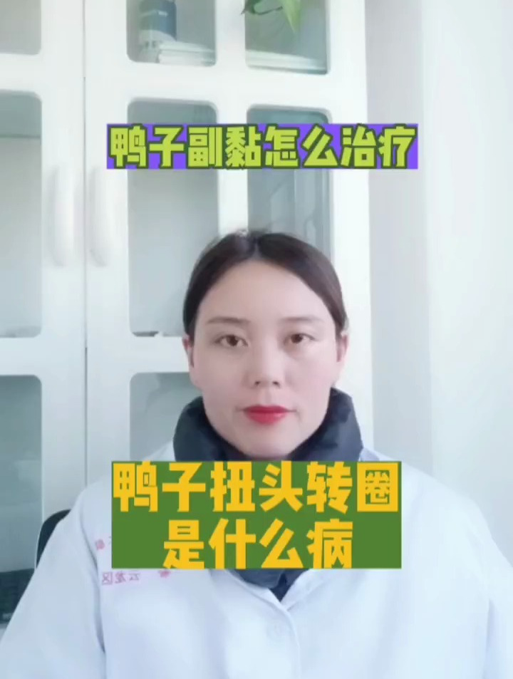 禽医恒艳谈鸭子扭头转圈是什么病,鸭副粘病毒怎么治疗