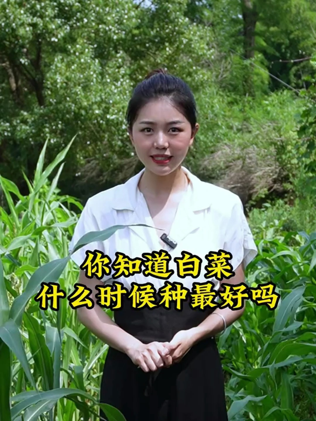 南方地区白菜什么时候种最好呢?