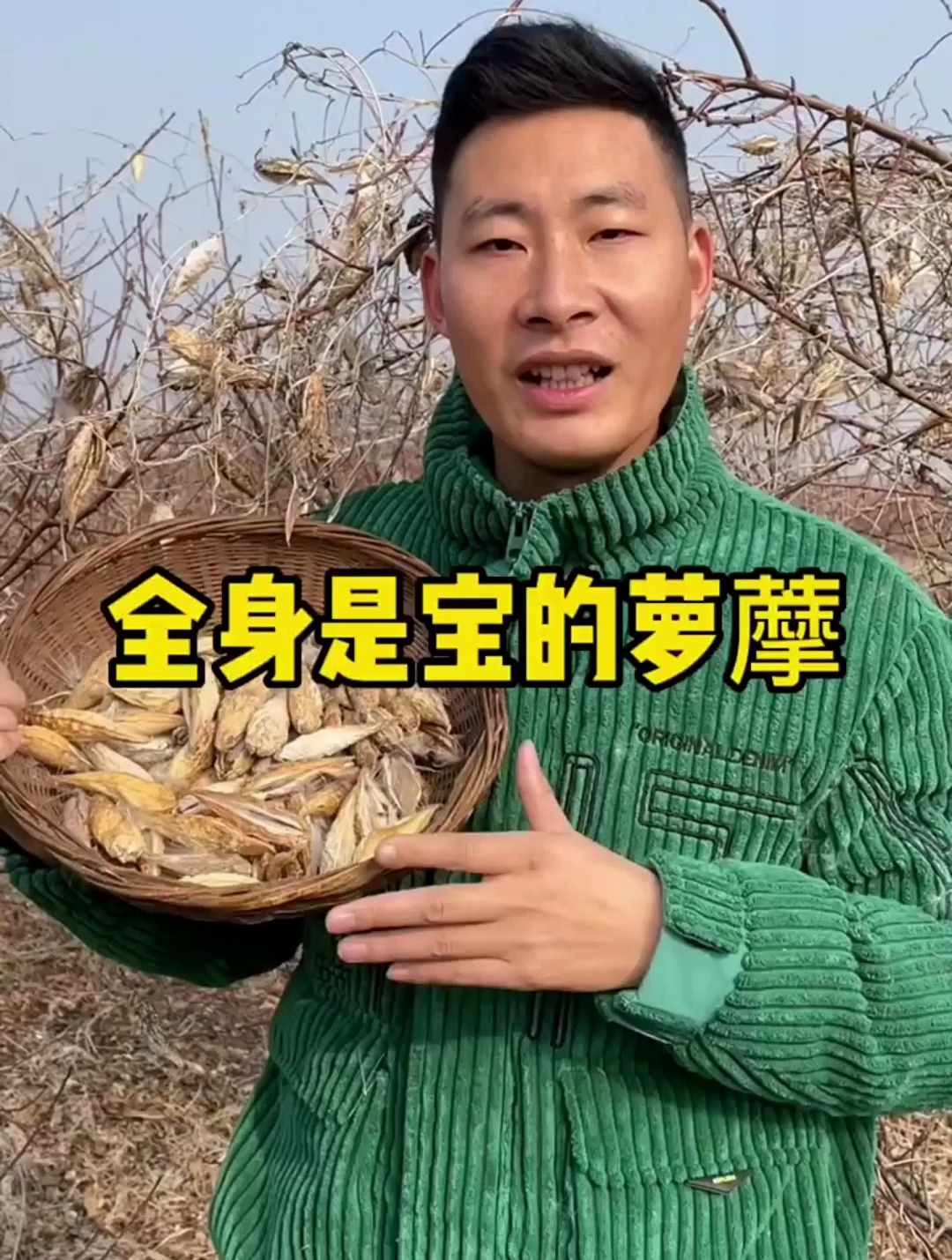 你知道吗,萝藦它全身都是宝,更是一种古老的植物
