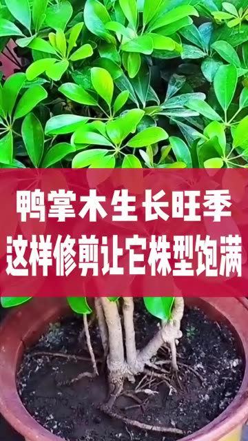 鸭掌木这样修剪,让它株型饱满