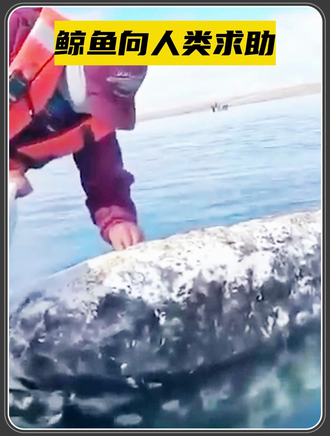 聪明的鲸鱼漂浮海面,求助人类清除身上的藤壶