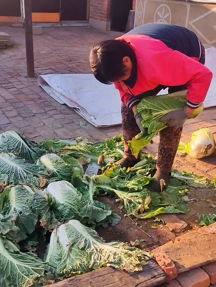这小鸡啊,专挑我奶白菜心吃,本来想留几颗,这下也留不成了