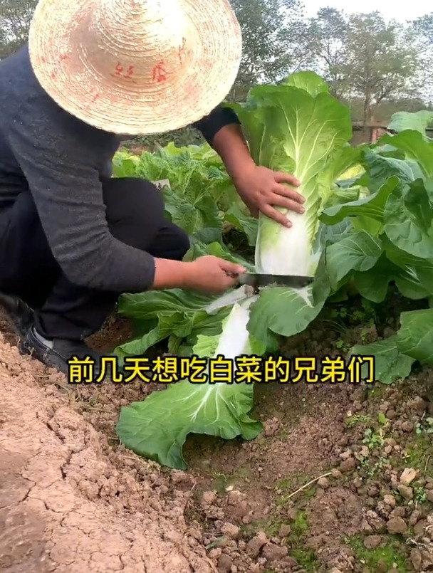 新品种白菜种子介绍 前两天想要吃白菜的兄弟们,你们可以行动了