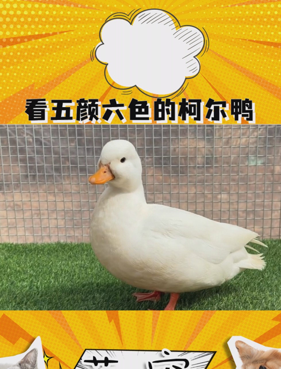 带你们看五颜六色的柯尔鸭们