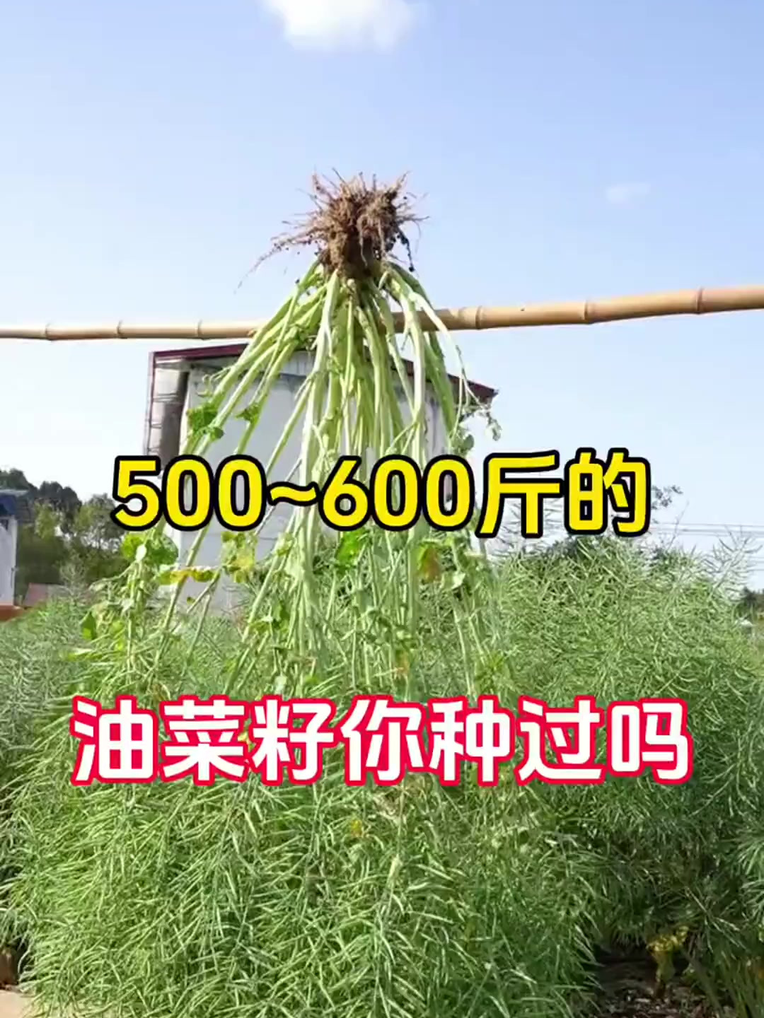 500到600斤的油菜籽,你种过吗?