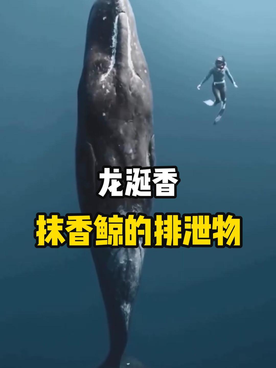 你知道什么是龙涎香吗?