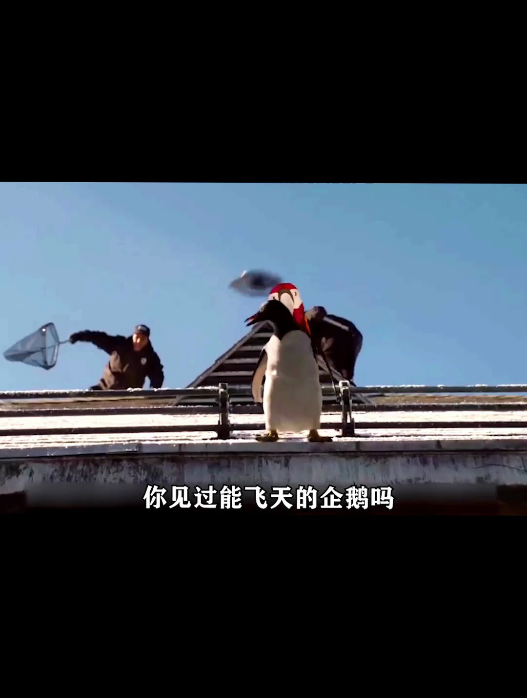 企鹅都能飞天,想必老母猪也能上树,企鹅宝宝太有爱了