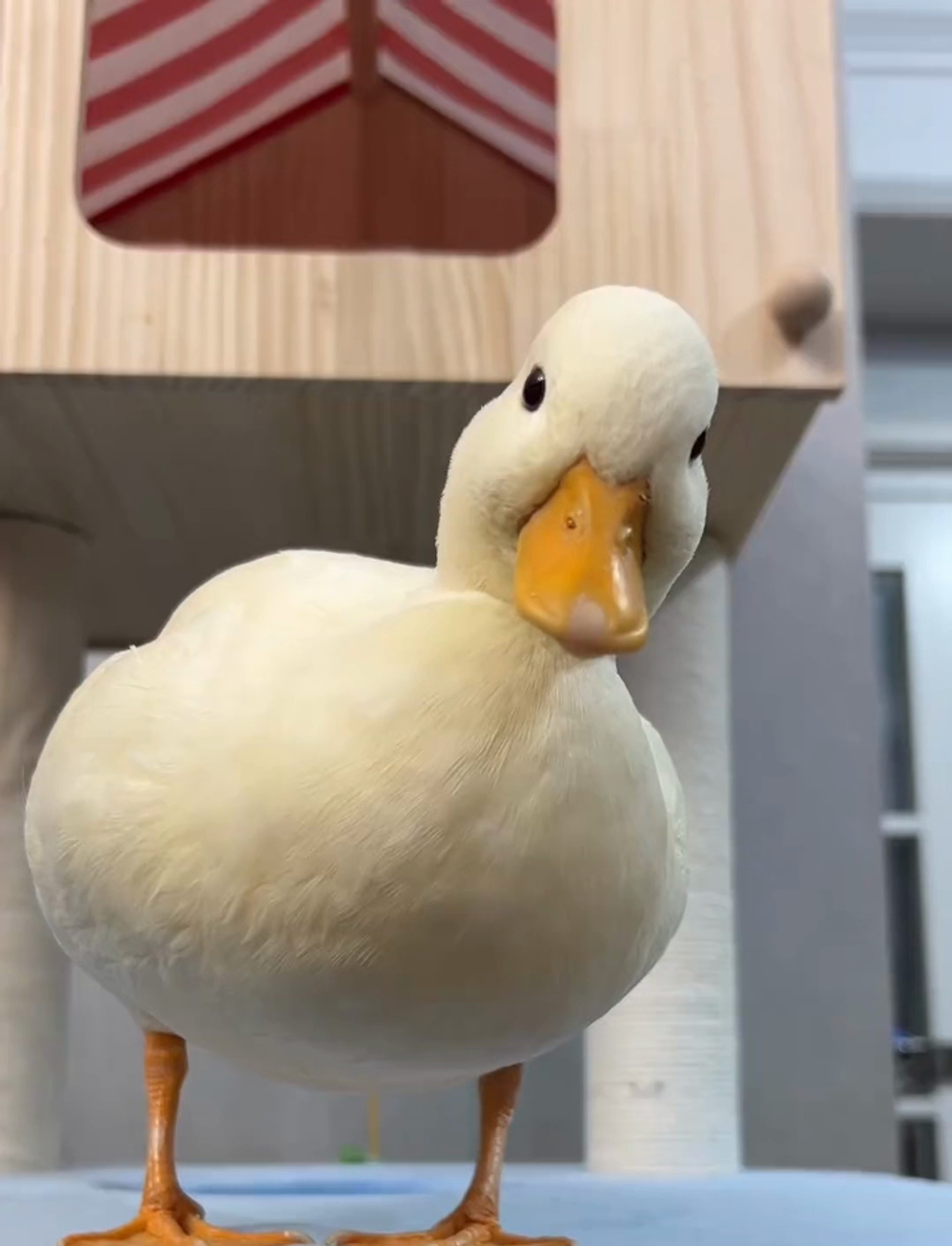 你们知道鸭子的歪头杀是什么意思吗？