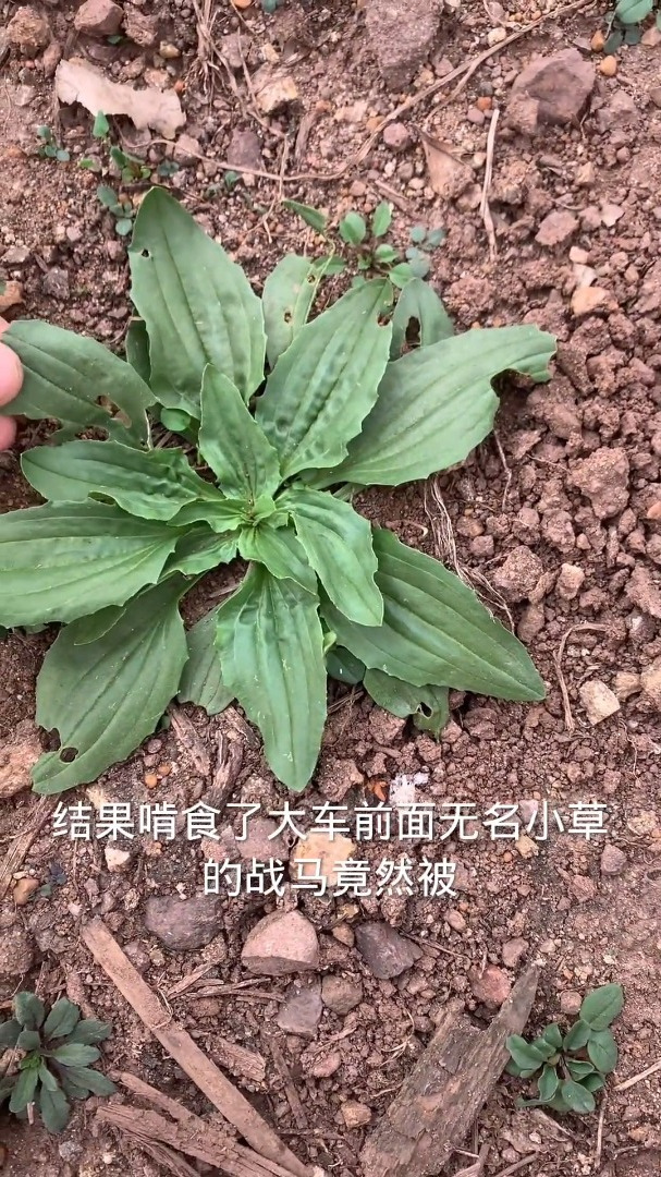 无名小草长在大车的前面,教你认识车前草
