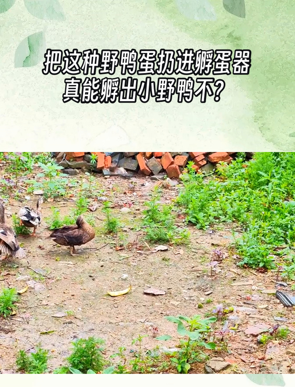把这种野鸭蛋扔进孵蛋器,真能孵出小野鸭不?