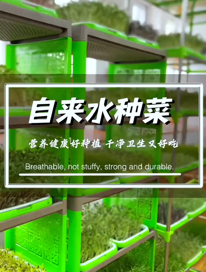 阳台种植水培豌豆尖,掌握这3个技巧,1茬接着1茬长,简单方便!