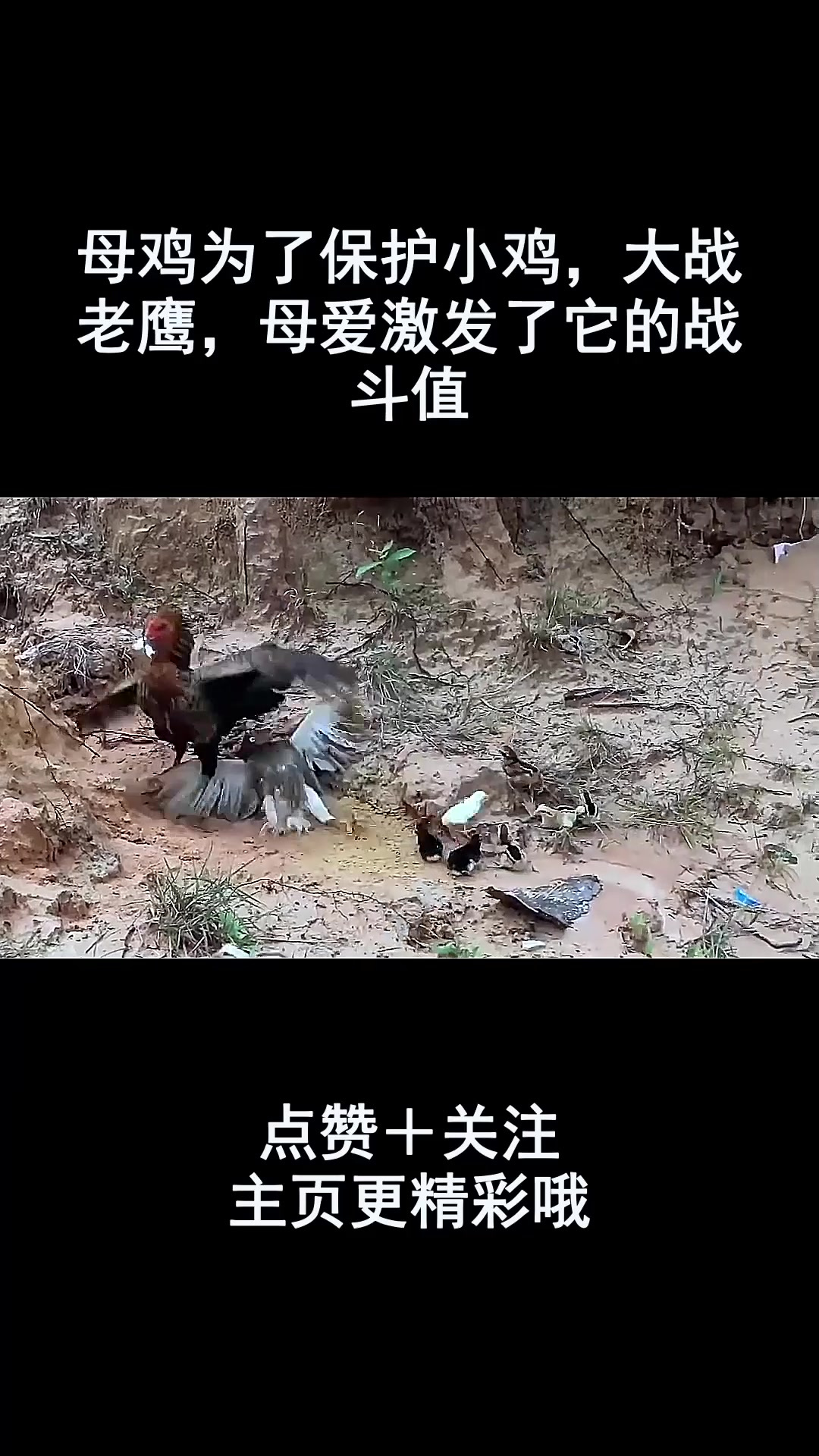 母鸡为了保护小鸡,大战老鹰,母爱激发了它的战斗值